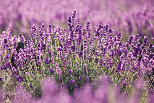  Purple lavender flowers in the field