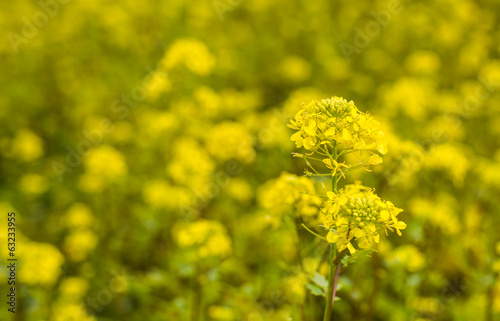 Closeup of blooming Field Mustard