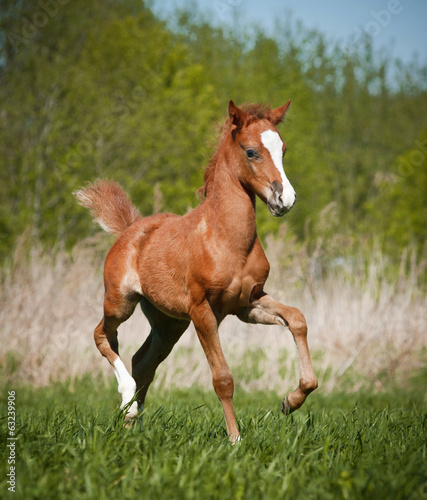 Lacobel foal