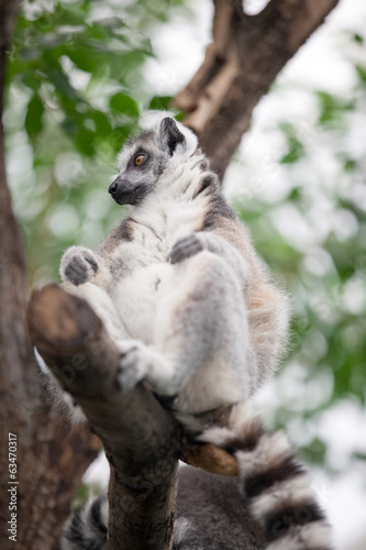 ring-tailed lemur (lemur catta) sitting in a tree