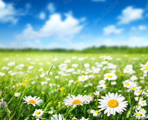 Lacobel field of daisy flowers