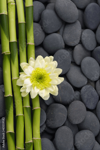 gerbera-i-cienki-bambusowy-gaj-na-tle-kamieni