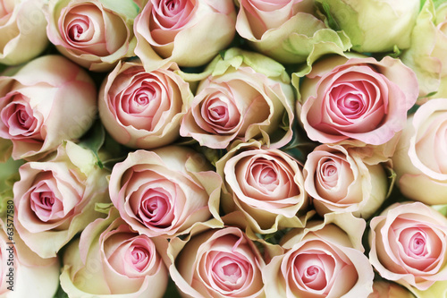Pink Roses