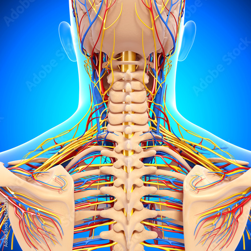 circulatory system and nervous system reviewer A free website study guide review that uses interactive animations to help you learn online about anatomy and physiology, human anatomy, and the human body systems. circulatory system and nervous system reviewer A free website study guide review that uses interactive animations to help you learn online about anatomy and physiology, human anatomy, and the human body systems.