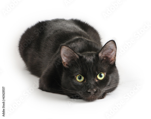 Fototapeta Black cat lying on a white background, looking at camera