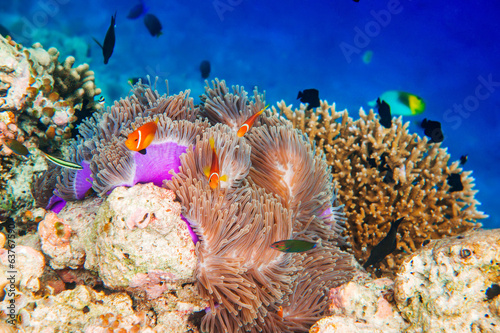 Lacobel Anemonefish