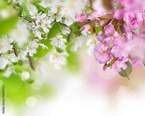 Spring blossoms background