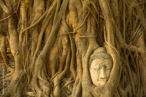 Fototapeta Buddha head in the roots of the tree