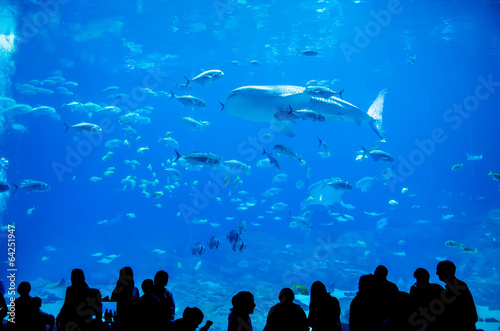 Lacobel whale sharks swimming in aquarium with people observing