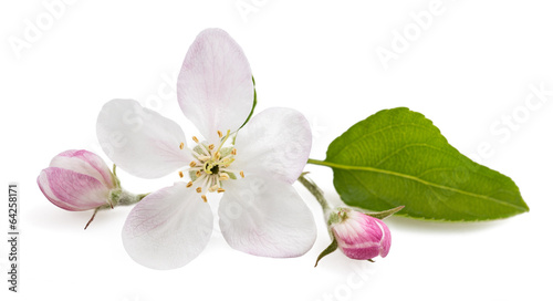 Apple Flowers