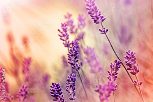 Soft focus on beautiful lavender and sun rays - sunbeams