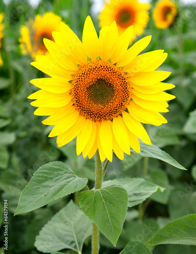  Nice photo of sunflowers