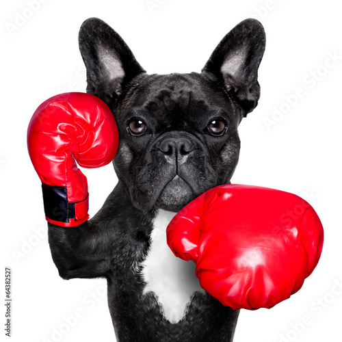 Lacobel boxing dog