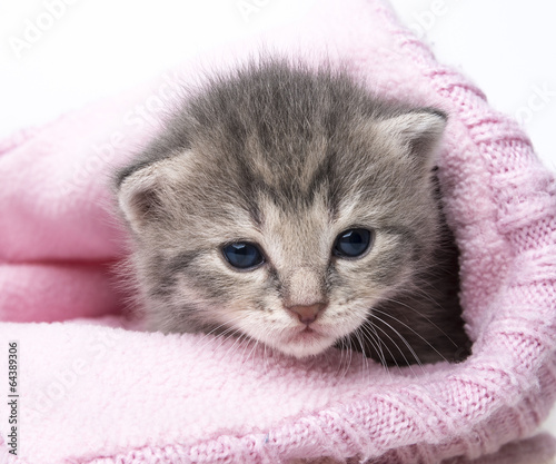 Fototapeta cute newborn kitten close up