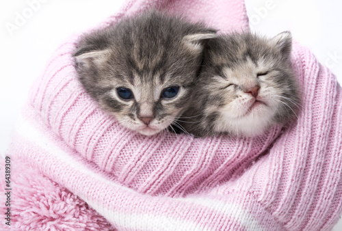 Fototapeta cute newborn kittens close up