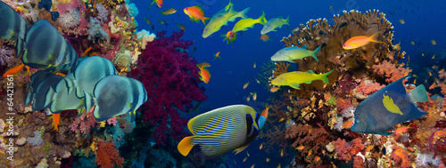 Fototapeta Coral and fish