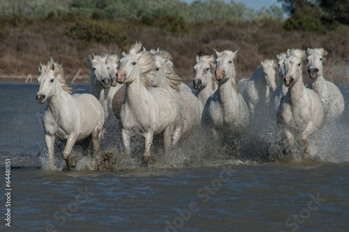running horses
