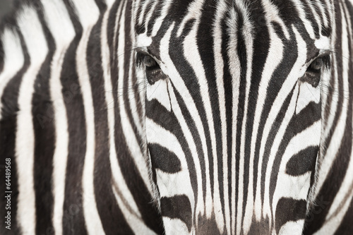 Close-up of zebra head and body with beautiful striped pattern