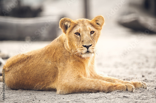 Fototapeta Portrait of beautiful lioness