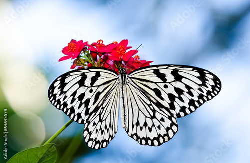 Fototapeta Paper Kite or Large Tree Nymph butterfly (Idea leuconoe)