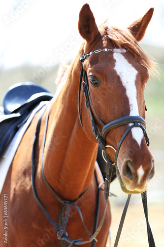 Fototapeta Purebred horse on bright background