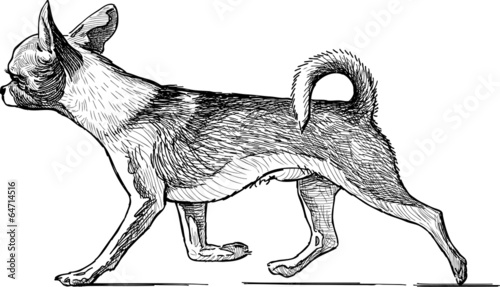Fototapeta running lap dog