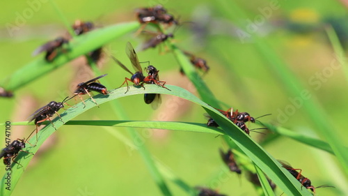 Fototapeta Fliegende Ameisen - Geschlechtsreife Ameisen