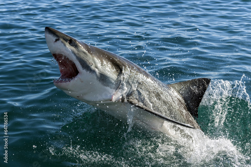 Fototapeta Great white shark