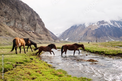 Fototapeta Horses in the mountains