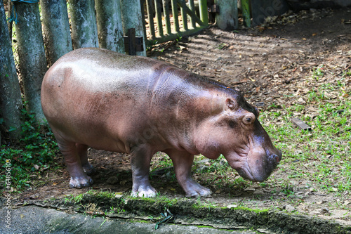 Obraz na płótnie Hippo out of water