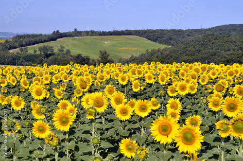 Lacobel Sunflower field