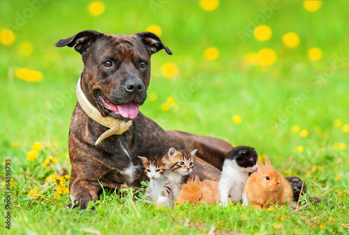 Fototapeta American staffordshire terrier with little kittens and rabbits