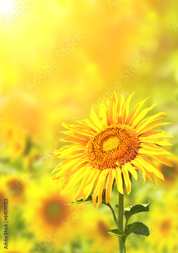 Fototapeta Bright yellow sunflowers