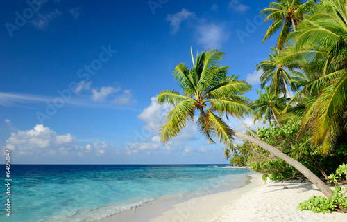  Strand mit Palmen
