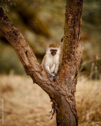 Fototapeta Baby monkey in a tree