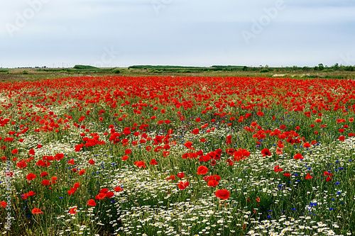 Landscape with poppies and chamomile-6