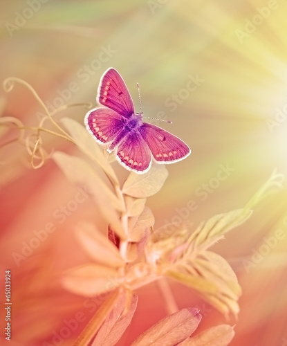 Fototapeta Little butterfly on spring grass