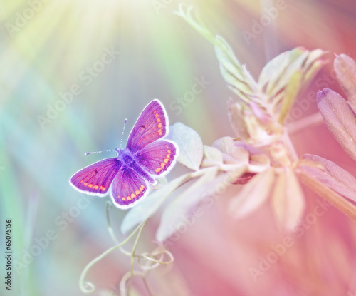 Fototapeta Beautiful butterfly illuminated with sunny beams