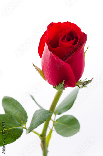 Fototapeta Red rose