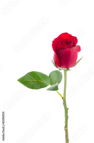 Lacobel Red rose