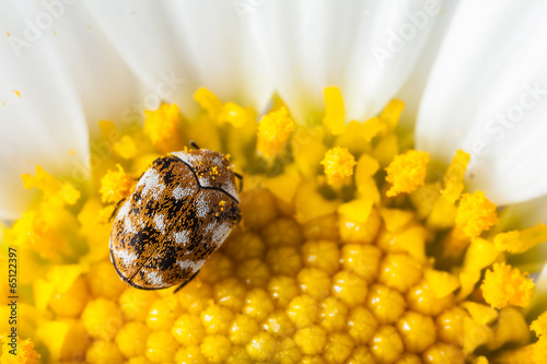 Fototapeta Bug and pollen