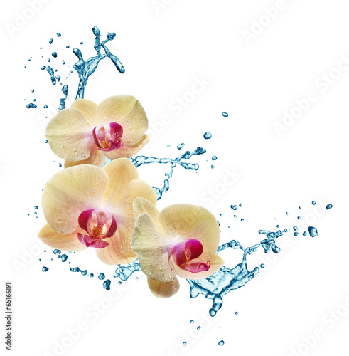 Fototapeta yellow flower orchids