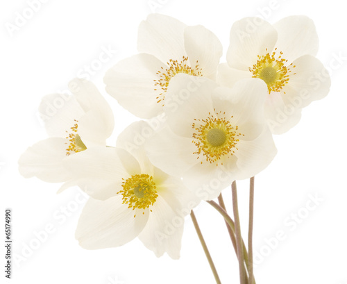  white flowers background
