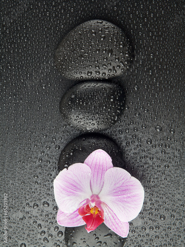 purpurowa-orchidea-z-zen-kamieniami-na-mokrym-czarnym-backgro