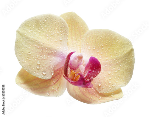 Fototapeta yellow flower orchids