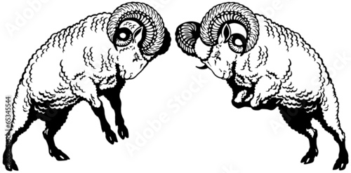  two rams fighting black white