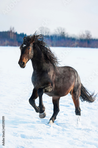 Fototapeta Bay stallion running in winter