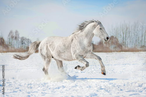 Lacobel Grey horse running in winter