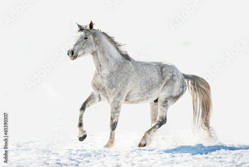 Fototapeta Grey horse running in winter