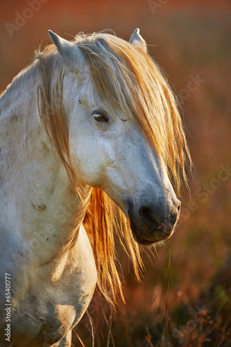 Fototapeta Portrait of a white horse of Camargue in backlight at the sunset